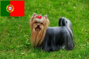 Scopri di più sull'articolo Allevatori e cuccioli di Yorkshire Terrier in Portogallo