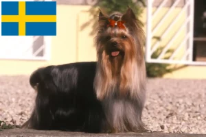 Scopri di più sull'articolo Allevatori di Yorkshire Terrier e cuccioli in Svezia