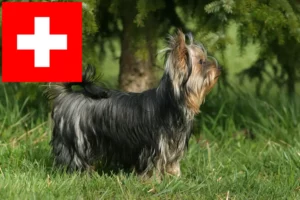 Scopri di più sull'articolo Allevatori di Yorkshire Terrier e cuccioli in Svizzera