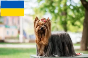 Scopri di più sull'articolo Allevatori di Yorkshire Terrier e cuccioli in Ucraina