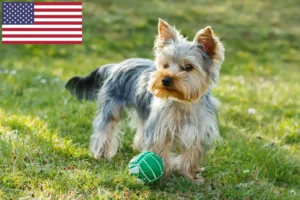 Scopri di più sull'articolo Allevatori di Yorkshire Terrier e cuccioli in USA