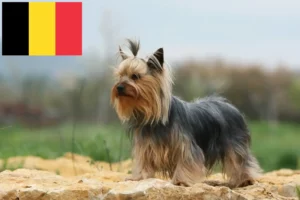 Scopri di più sull'articolo Allevatori di Yorkshire Terrier e cuccioli in Belgio