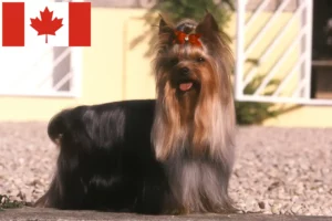 Scopri di più sull'articolo Allevatori e cuccioli di Yorkshire Terrier in Canada