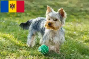 Scopri di più sull'articolo Allevatori di Yorkshire Terrier e cuccioli in Moldavia