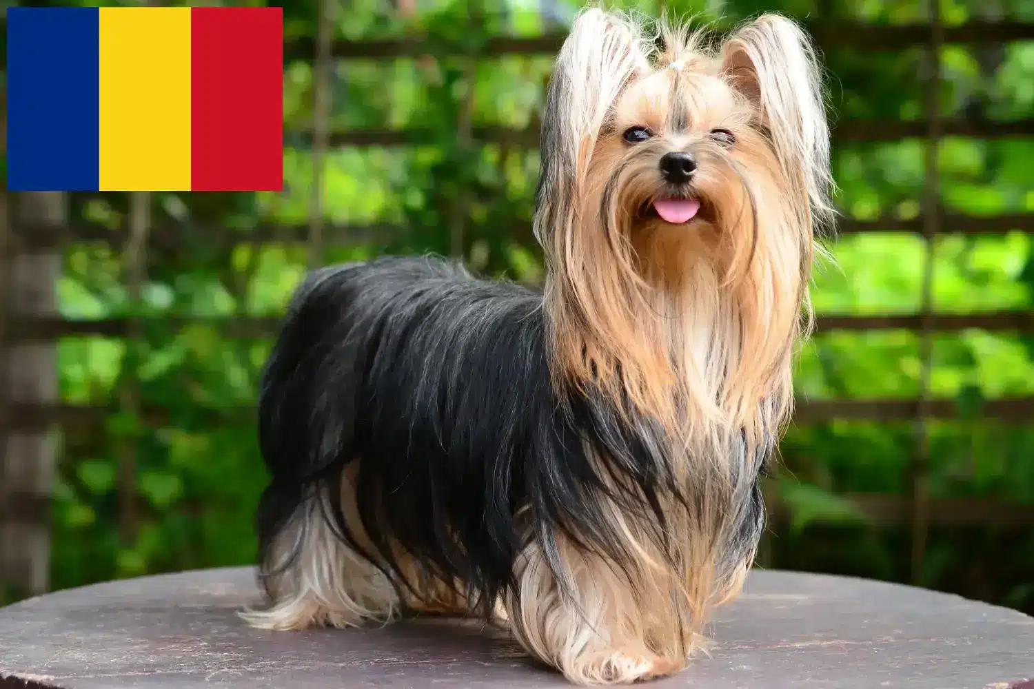 Scopri di più sull'articolo Allevatori di Yorkshire Terrier e cuccioli in Romania