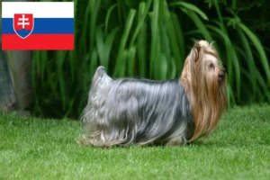 Scopri di più sull'articolo Allevatori di Yorkshire Terrier e cuccioli in Slovacchia