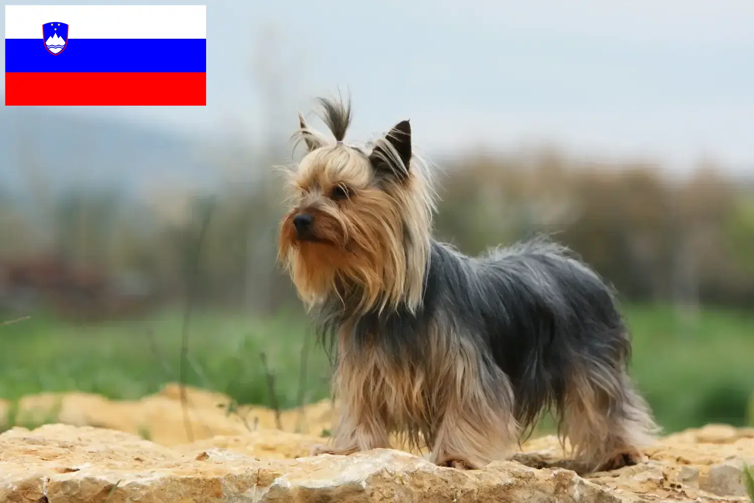 Scopri di più sull'articolo Allevatori di Yorkshire Terrier e cuccioli in Slovenia