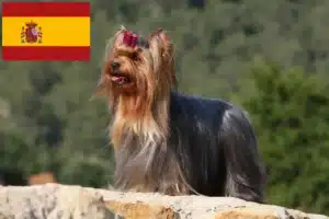 Scopri di più sull'articolo Allevatori di Yorkshire Terrier e cuccioli in Spagna