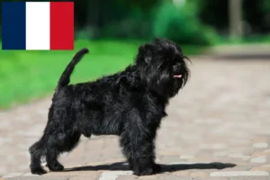 Scopri di più sull'articolo Allevatori di Affenpinscher e cuccioli in Francia