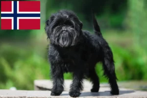 Scopri di più sull'articolo Allevatori di Affenpinscher e cuccioli in Norvegia