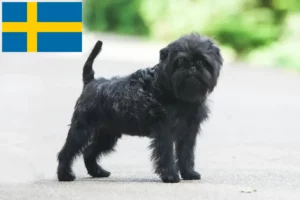 Scopri di più sull'articolo Allevatori di Affenpinscher e cuccioli in Svezia