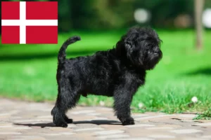 Scopri di più sull'articolo Allevatori e cuccioli di Affenpinscher in Danimarca