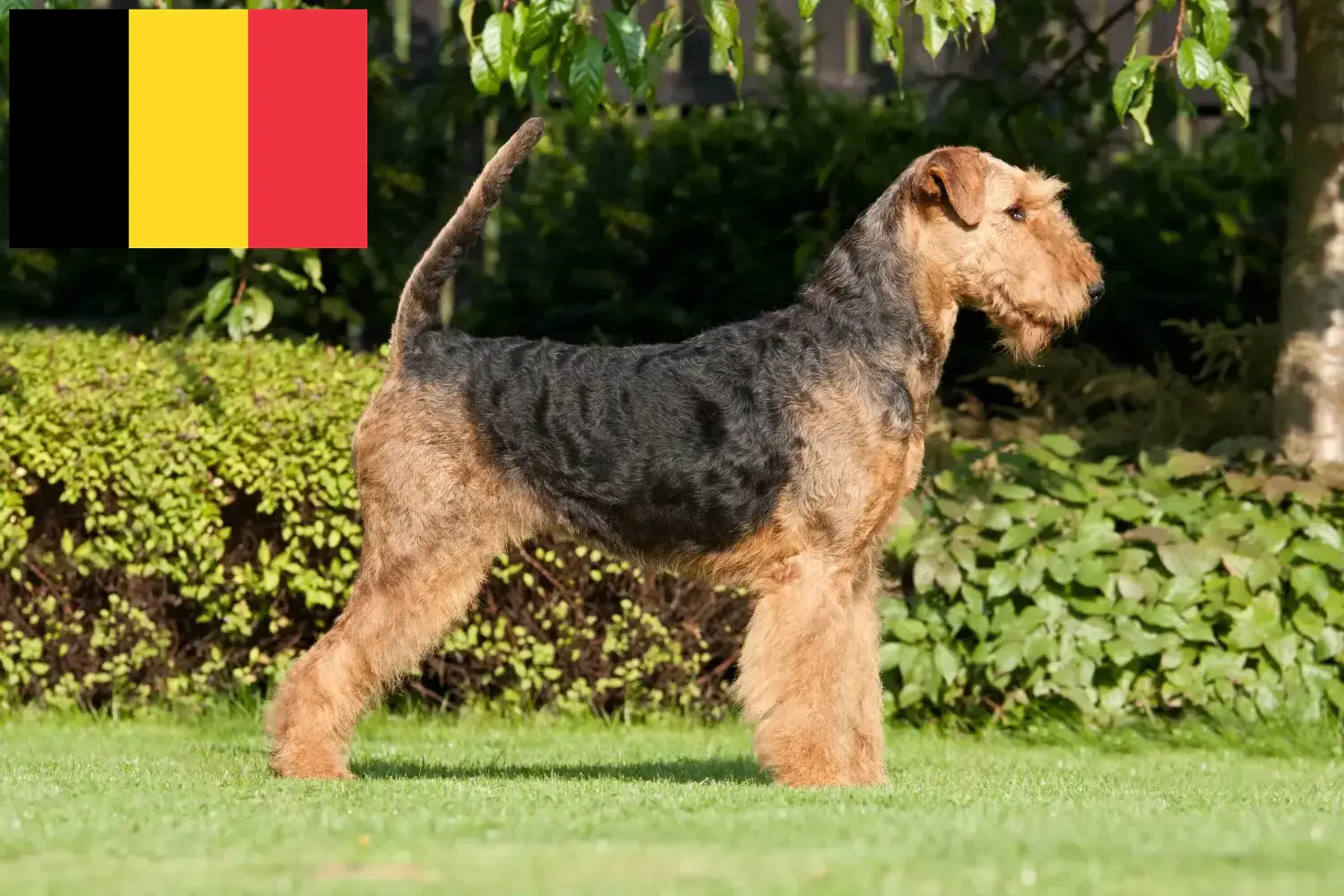 Scopri di più sull'articolo Allevatori e cuccioli di Airedale Terrier in Belgio