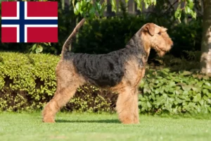 Scopri di più sull'articolo Allevatori e cuccioli di Airedale Terrier in Norvegia