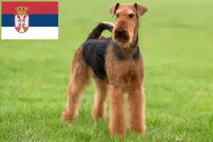 Scopri di più sull'articolo Allevatori di Airedale Terrier e cuccioli in Serbia