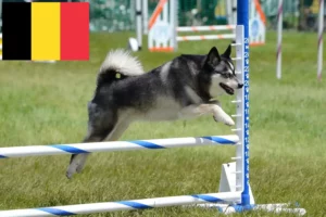 Scopri di più sull'articolo Allevatori di Alaskan Klee Kai e cuccioli in Belgio