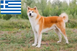 Scopri di più sull'articolo Allevatori di Akita e cuccioli in Grecia