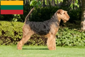 Scopri di più sull'articolo Allevatori e cuccioli di Airedale Terrier in Lituania