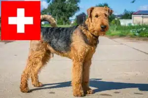 Scopri di più sull'articolo Allevatori di Airedale Terrier e cuccioli in Svizzera