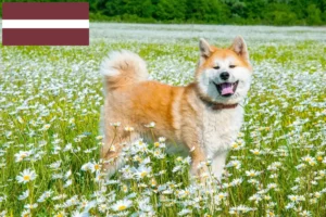 Scopri di più sull'articolo Allevatori di Akita e cuccioli in Lettonia