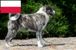 Scopri di più sull'articolo Allevatori di Akita e cuccioli in Polonia