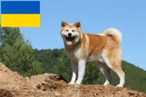 Scopri di più sull'articolo Allevatori di Akita e cuccioli in Ucraina