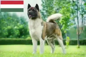 Scopri di più sull'articolo Allevatori di Akita e cuccioli in Ungheria