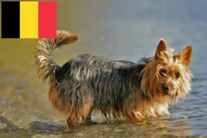 Scopri di più sull'articolo Allevatori di Australian Terrier e cuccioli in Belgio