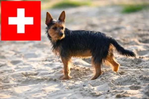 Scopri di più sull'articolo Allevatori di Australian Terrier e cuccioli in Svizzera