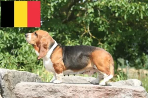 Scopri di più sull'articolo Allevatori e cuccioli di Basset Hound in Belgio