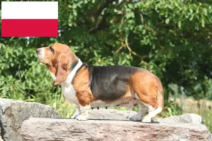 Scopri di più sull'articolo Allevatori di Basset Hound e cuccioli in Polonia