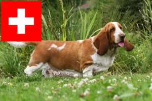 Scopri di più sull'articolo Allevatori di Basset Hound e cuccioli in Svizzera