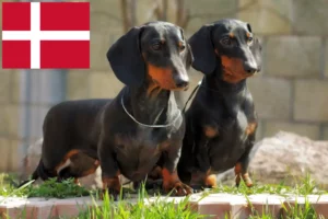 Scopri di più sull'articolo Allevatori di Bassotti e cuccioli in Danimarca