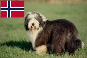 Scopri di più sull'articolo Allevatori di Collie Barbuti e cuccioli in Norvegia