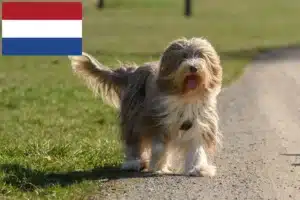 Scopri di più sull'articolo Allevatori di Bearded Collie e cuccioli in Olanda