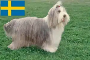 Scopri di più sull'articolo Allevatori di Bearded Collie e cuccioli in Svezia