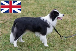 Scopri di più sull'articolo Allevatori di Border Collie e cuccioli in Gran Bretagna