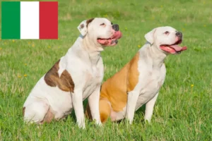 Scopri di più sull'articolo Allevatori di Bulldog Americani e cuccioli in Italia