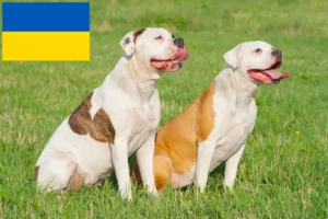 Scopri di più sull'articolo Allevatori di Bulldog Americano e cuccioli in Ucraina