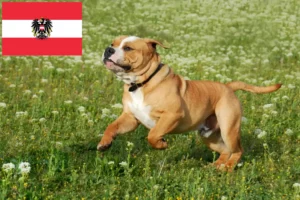 Scopri di più sull'articolo Allevatori di Bulldog Continentali e cuccioli in Austria