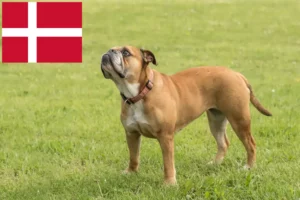 Scopri di più sull'articolo Allevatori e cuccioli di Bulldog Continentale in Danimarca