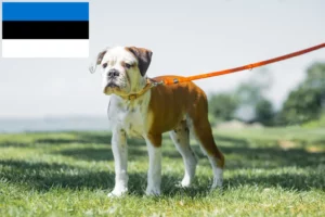 Scopri di più sull'articolo Allevatori di Bulldog Continentali e cuccioli in Estonia