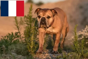 Scopri di più sull'articolo Allevatori e cuccioli di Bulldog Continentale in Francia