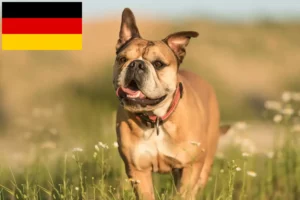 Scopri di più sull'articolo Allevatori e cuccioli di Bulldog Continentale in Germania