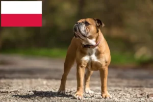 Scopri di più sull'articolo Allevatori di Bulldog Continentali e cuccioli in Polonia