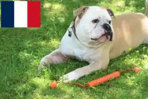 Scopri di più sull'articolo Allevatori e cuccioli di Bulldog Continentale a Réunion