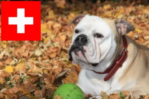 Scopri di più sull'articolo Allevatori di Bulldog Continentali e cuccioli in Svizzera