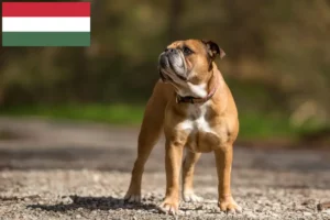 Scopri di più sull'articolo Allevatori di Bulldog Continentali e cuccioli in Ungheria