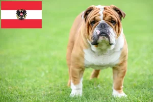 Scopri di più sull'articolo Allevatori di Bulldog Inglese e cuccioli in Austria