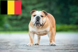 Scopri di più sull'articolo Allevatori di Bulldog Inglese e cuccioli in Belgio